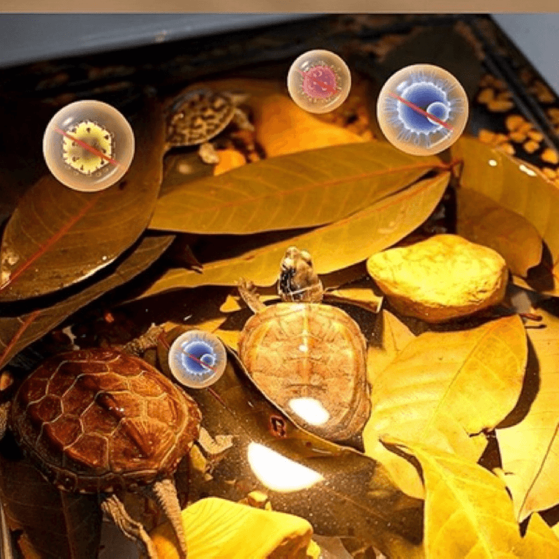 Natural longan leaf for terrapin turtle tank local seller