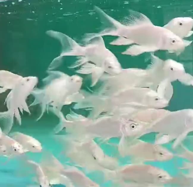 Long fin platinum koi GC-0114