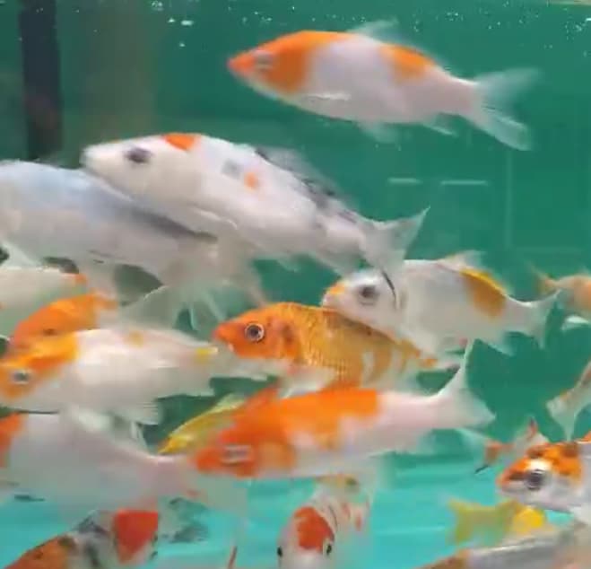 Mix color Koi GC-0359