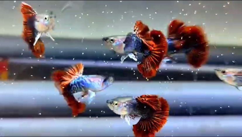 Red Dragon Guppy Pair