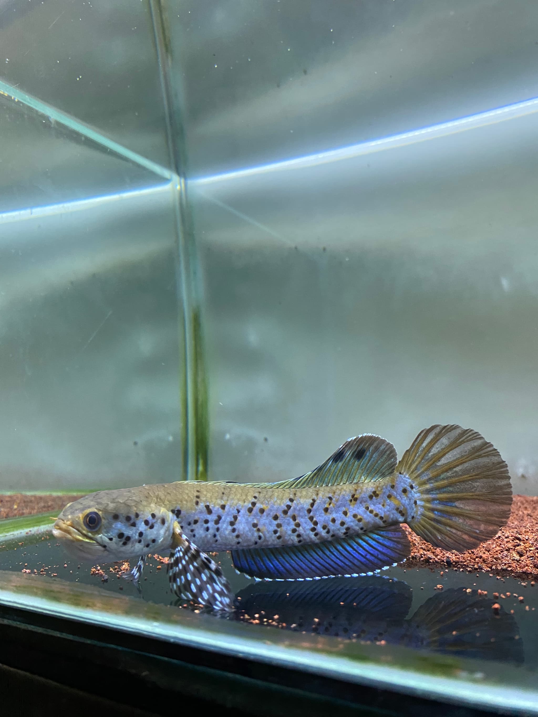 Channa orna yellow lips