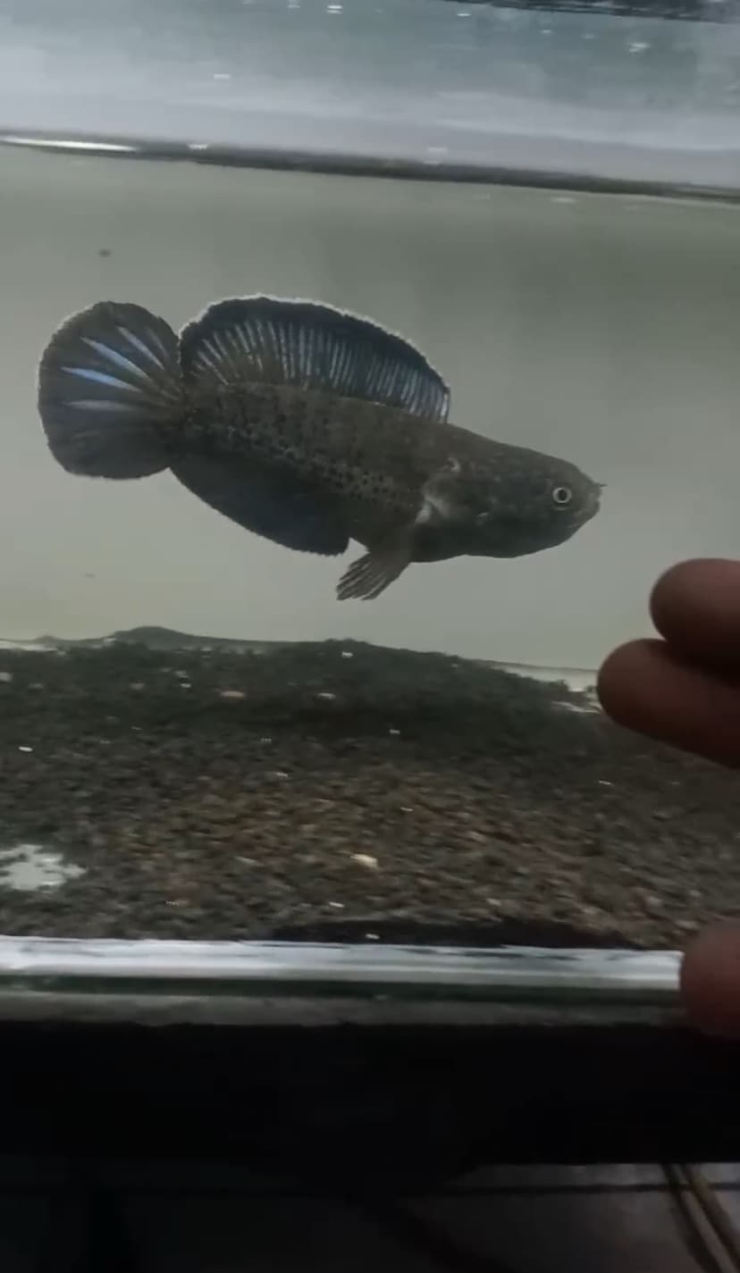 Channa stewarti short body