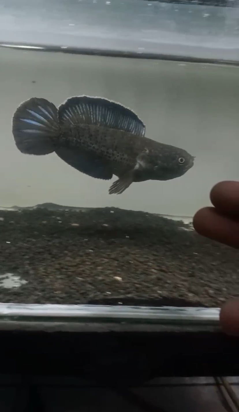 Channa stewarti short body