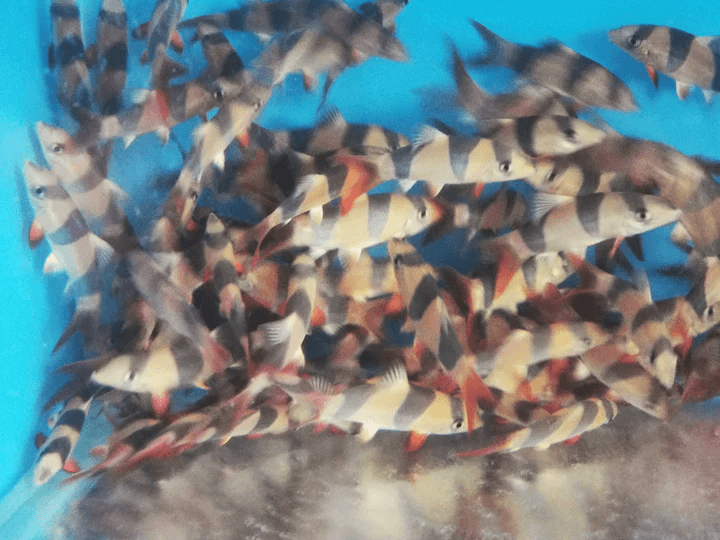 Clown loach 3", 4", 5"