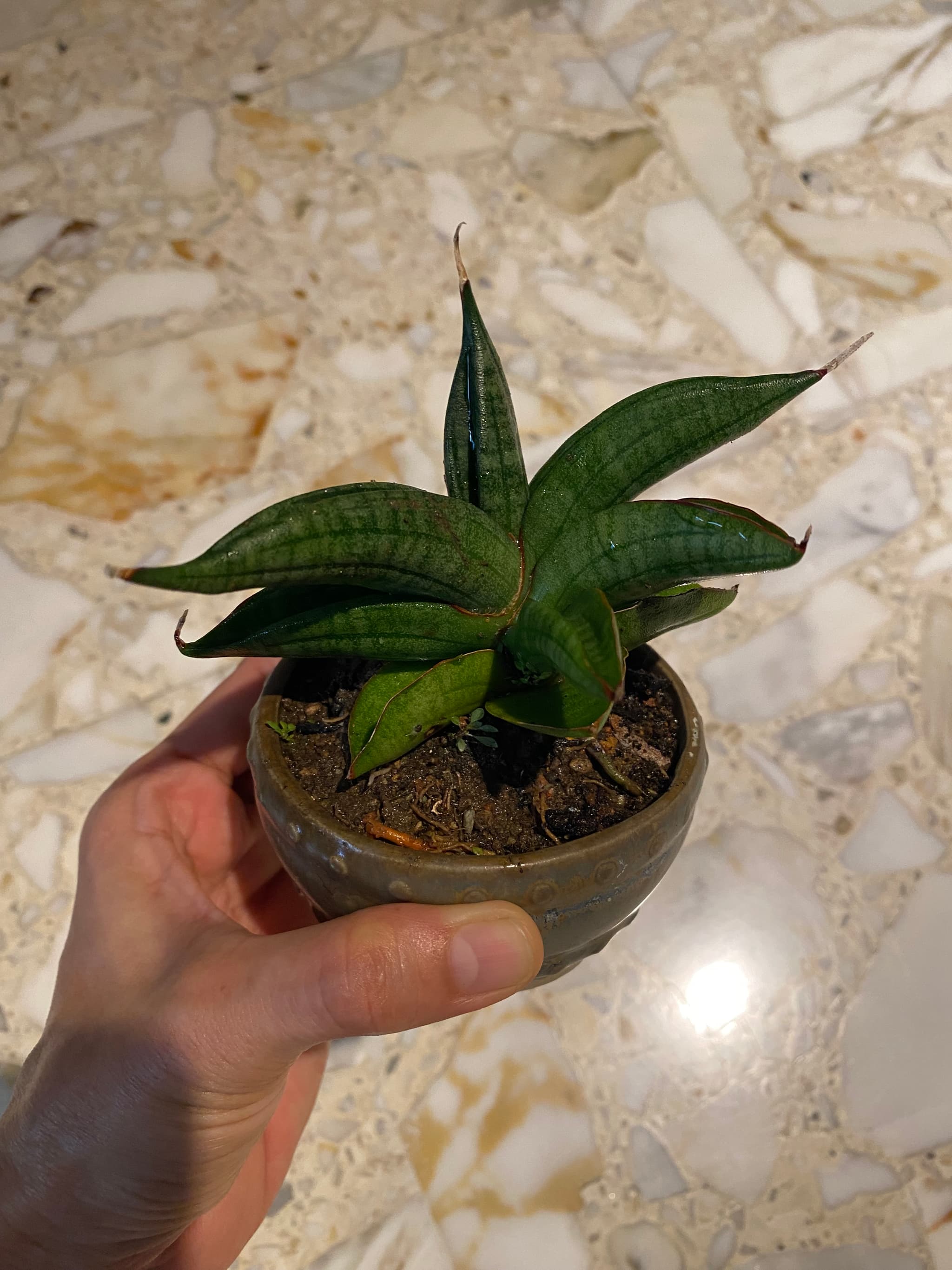 Sansevieria patens