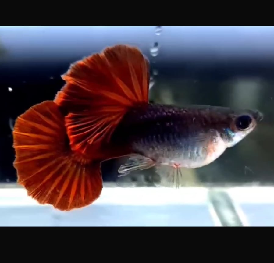 Wild Red Cauli Guppy