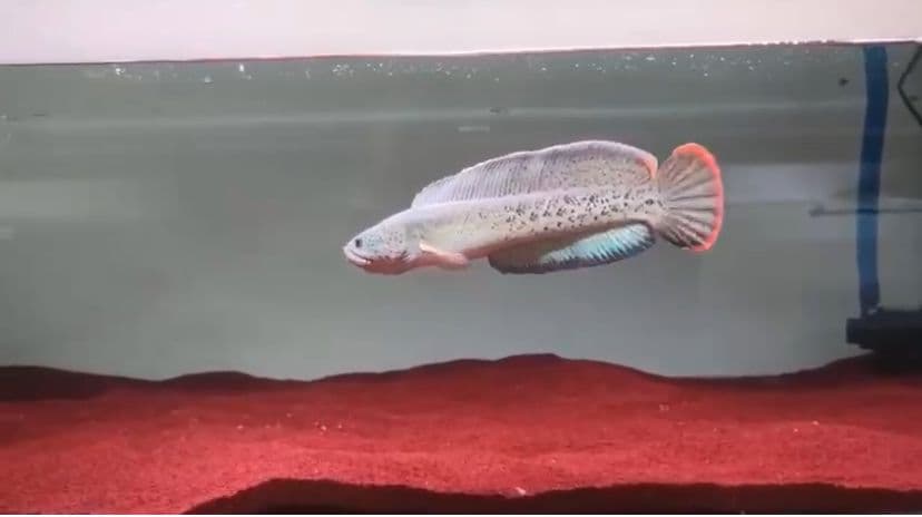 Barca 25cm High Quality