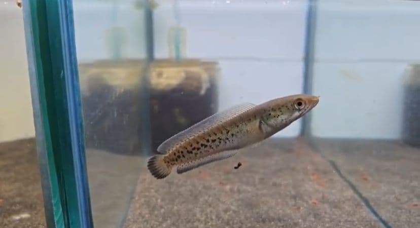 Barca 9-10cm High Quality