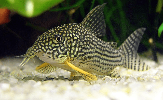 Sterbai Corydoras