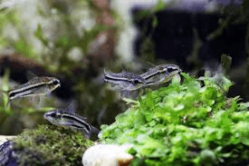 Pygmy Corydoras