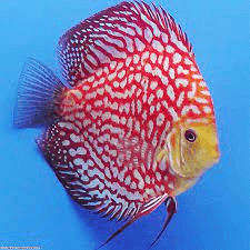 Red Map Discus