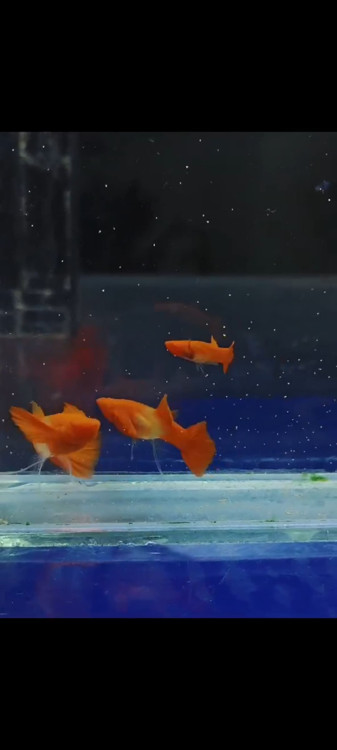 Albino koi red ear glass belly ribbon fin