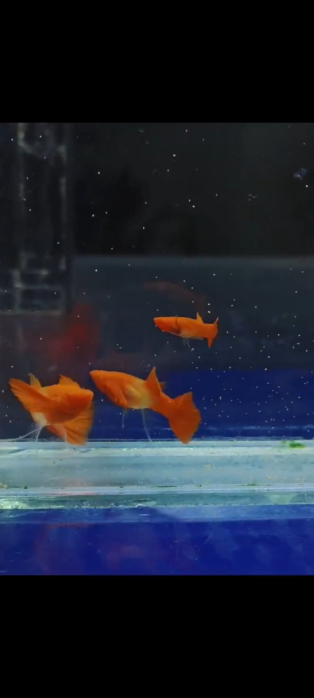 Albino koi red ear glass belly ribbon fin