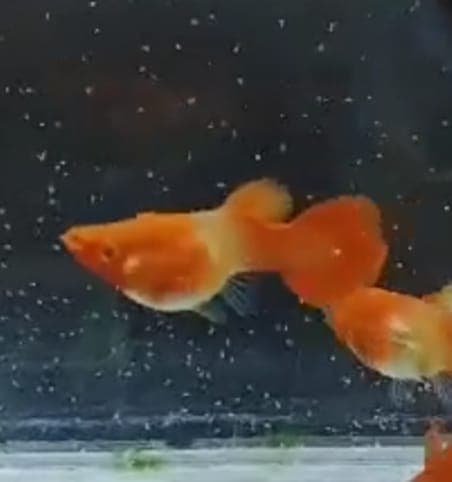 Albino koi red ear short body