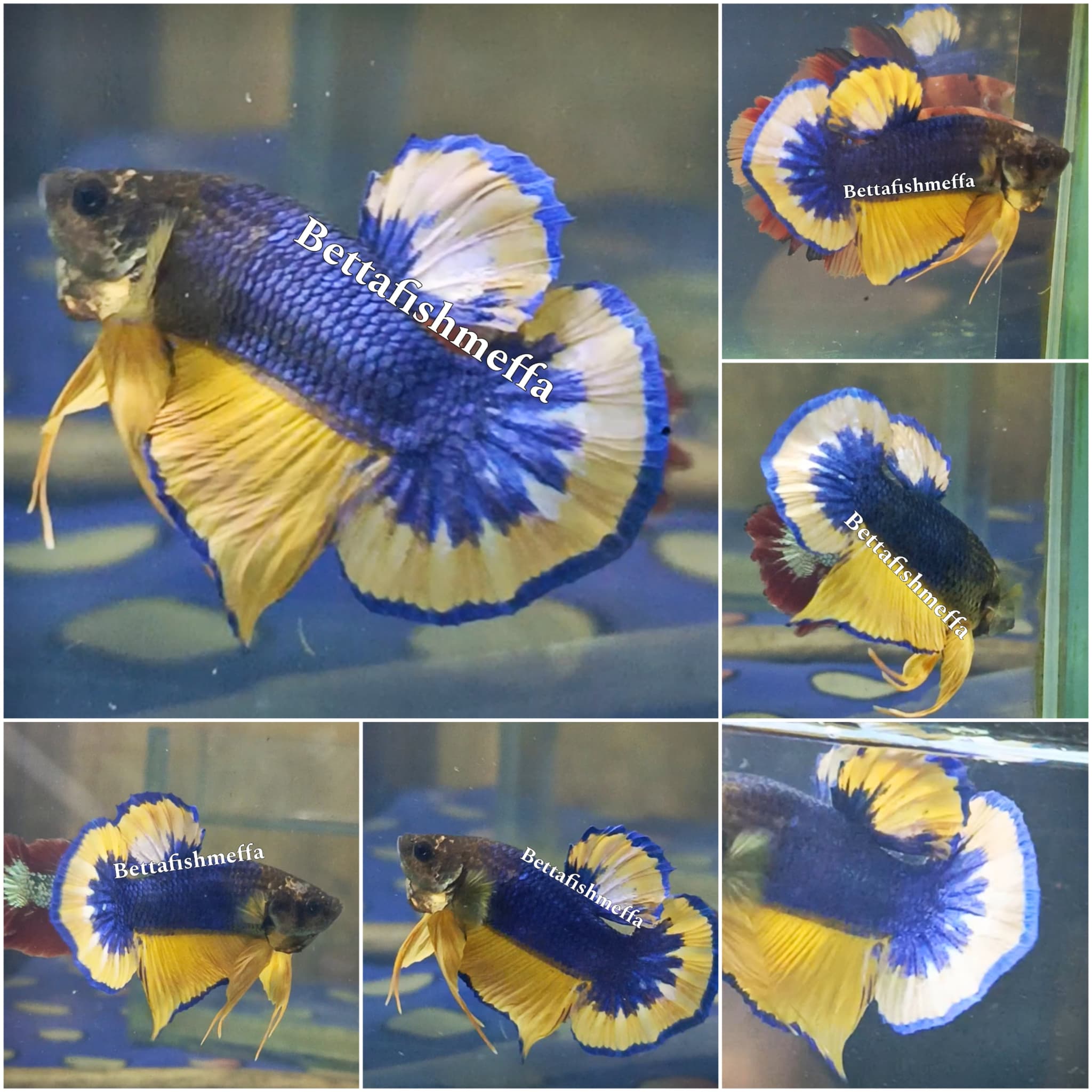 Plakat betta mustard gas yellow