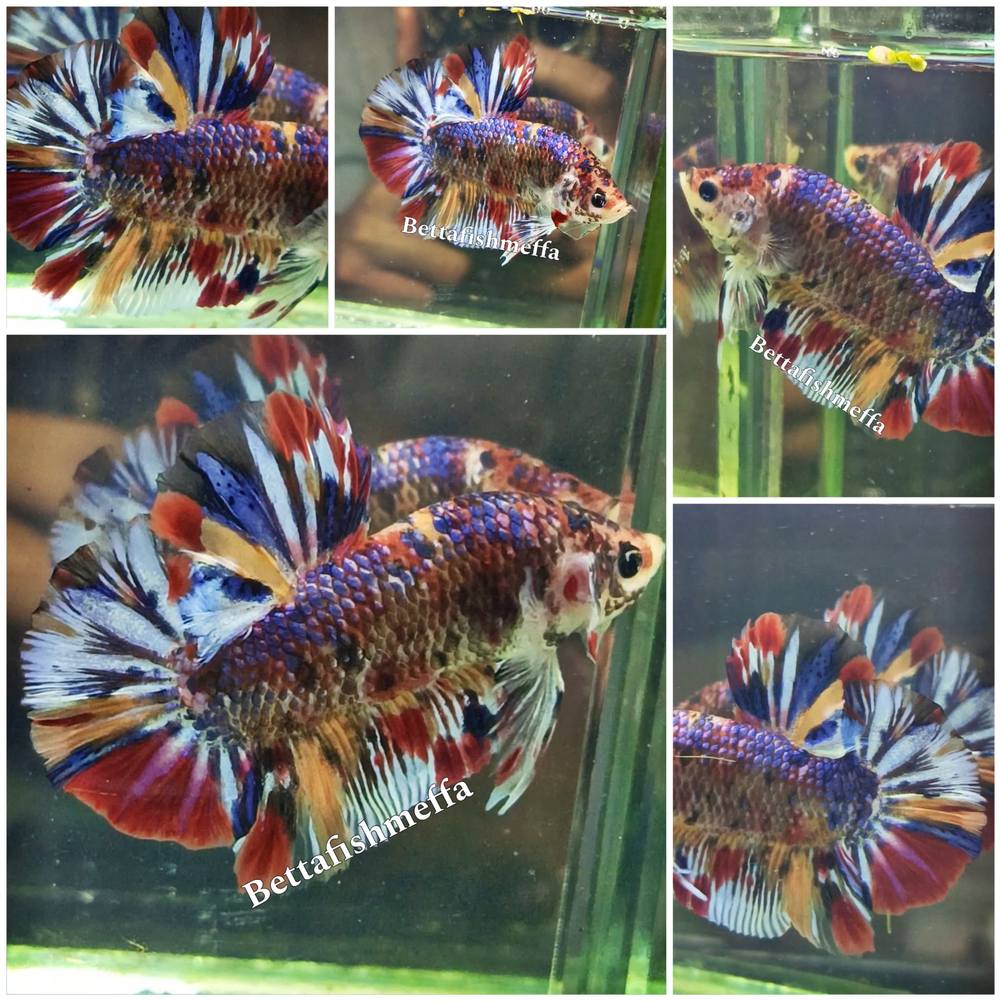Giant Betta multy colour Grade A good pattern