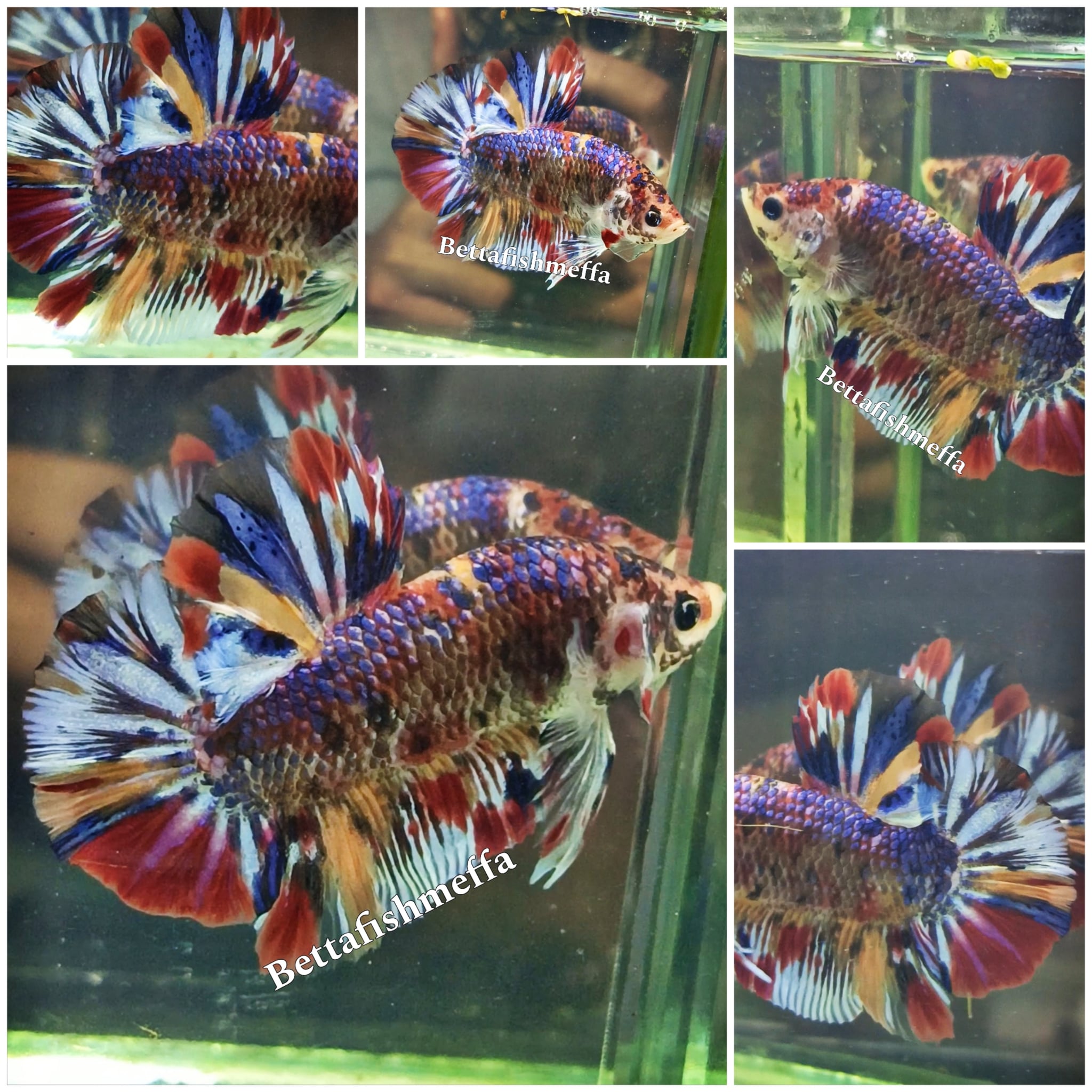 Giant Betta multy colour Grade A good pattern