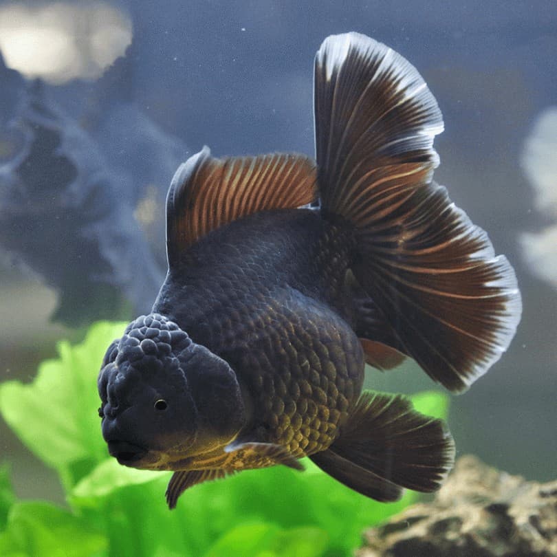 Blackberry Oranda