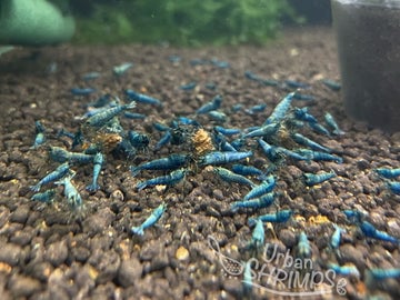 Blue bolt shrimp