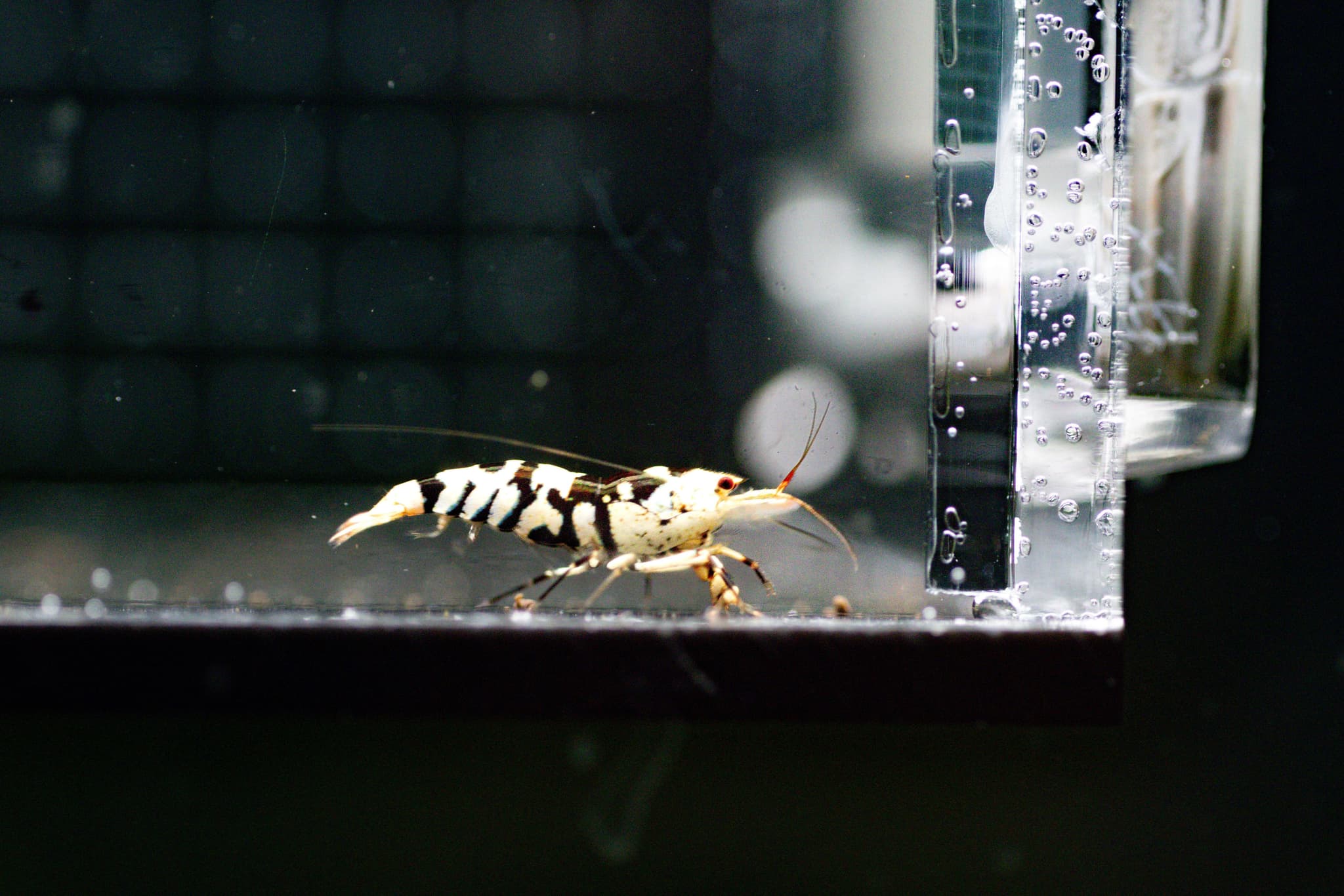 Black fancy tiger (common grade)