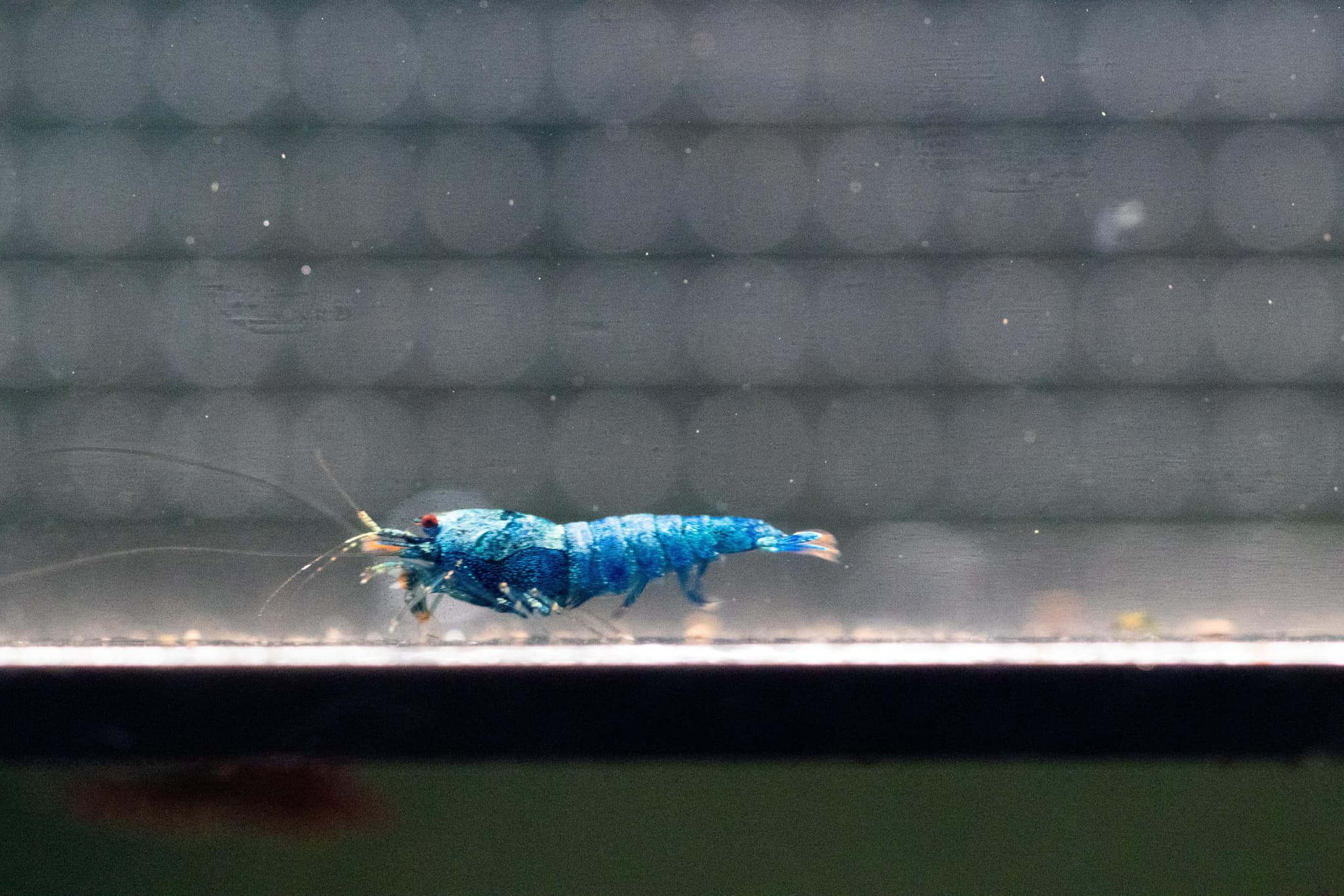 Blue bolts (juveniles)