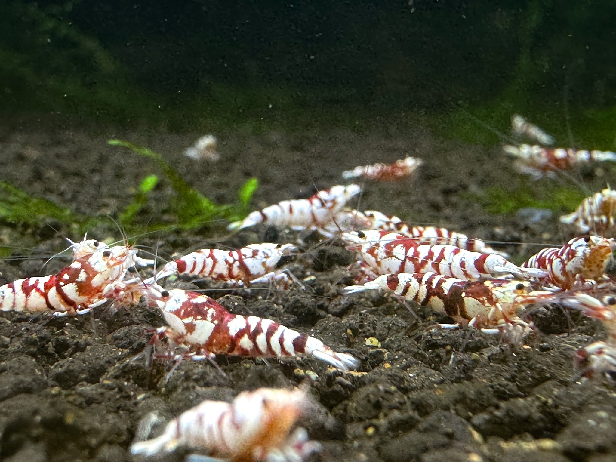Red fancy tiger (common grade)