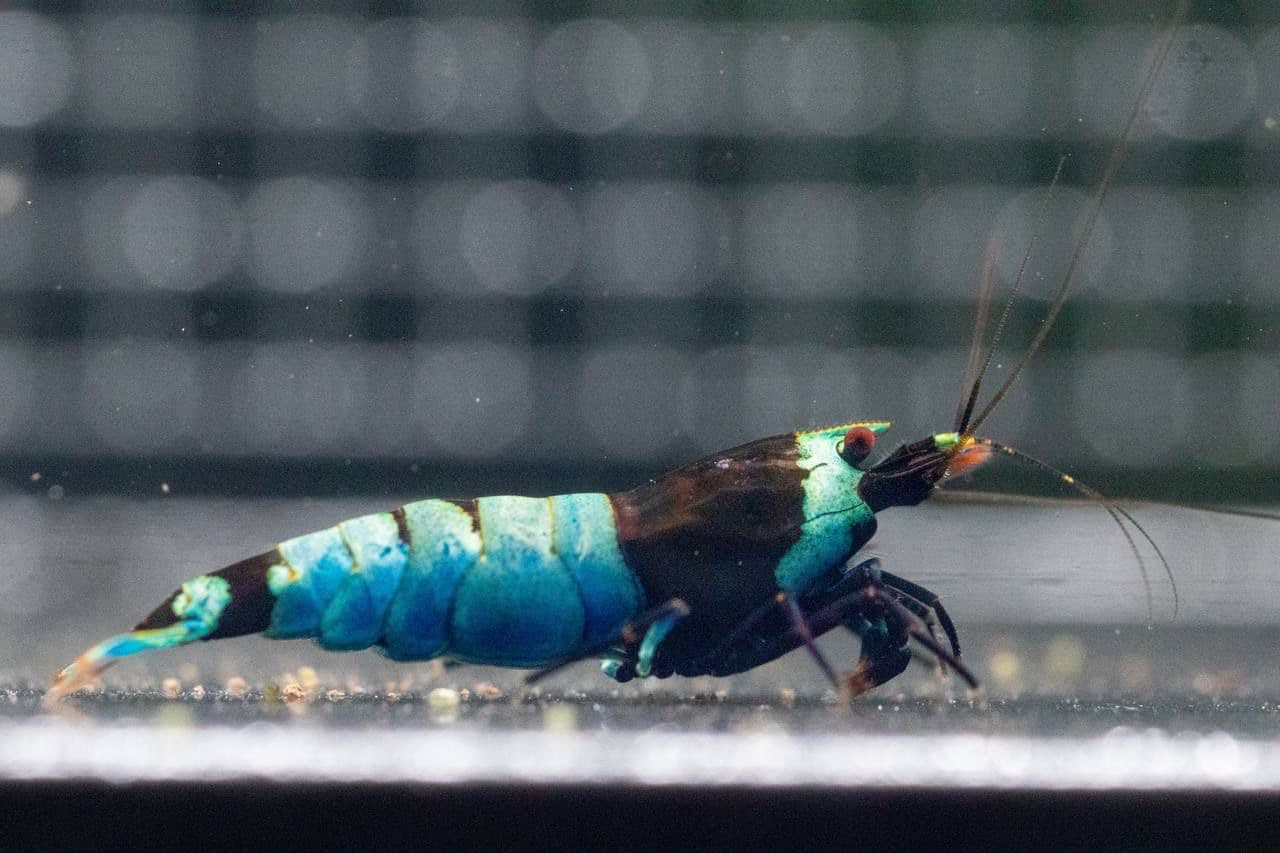 Black King Kong (premium) juveniles