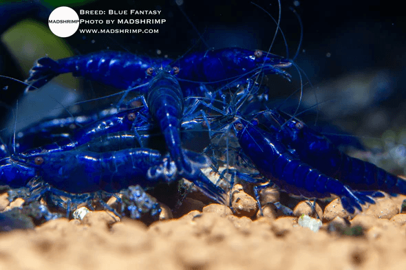 Fantasy Blue Shrimp