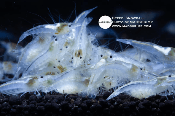 Snowball Shrimp