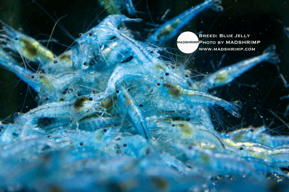 Blue Jelly Shrimp
