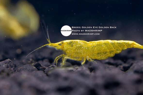 Golden Eye Golden Back Shrimp
