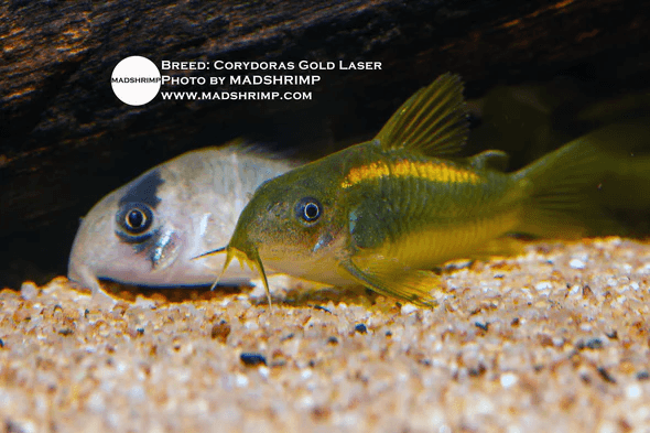 Corydoras Gold Laser