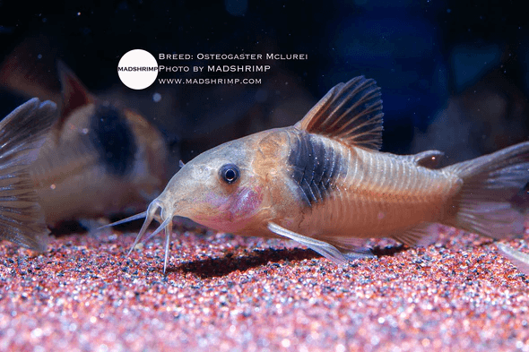 Osteogaster Mclurei CW16