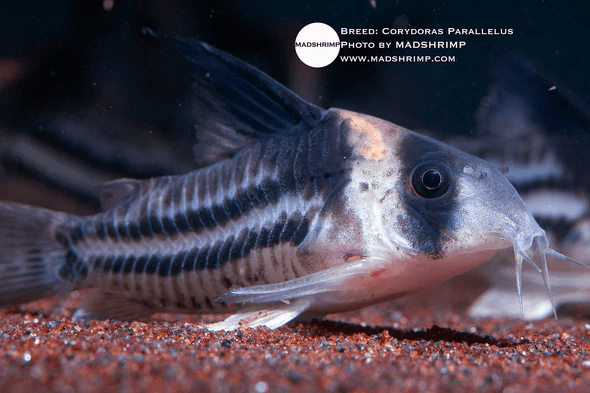 Corydoras Parallelus C002