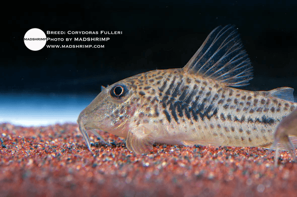Corydoras Fulleri