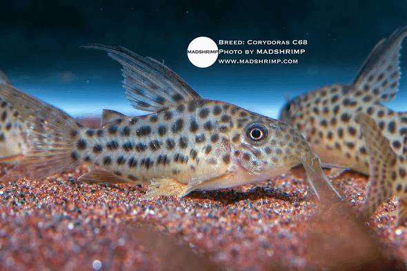 Corydoras Araguaiensis C68