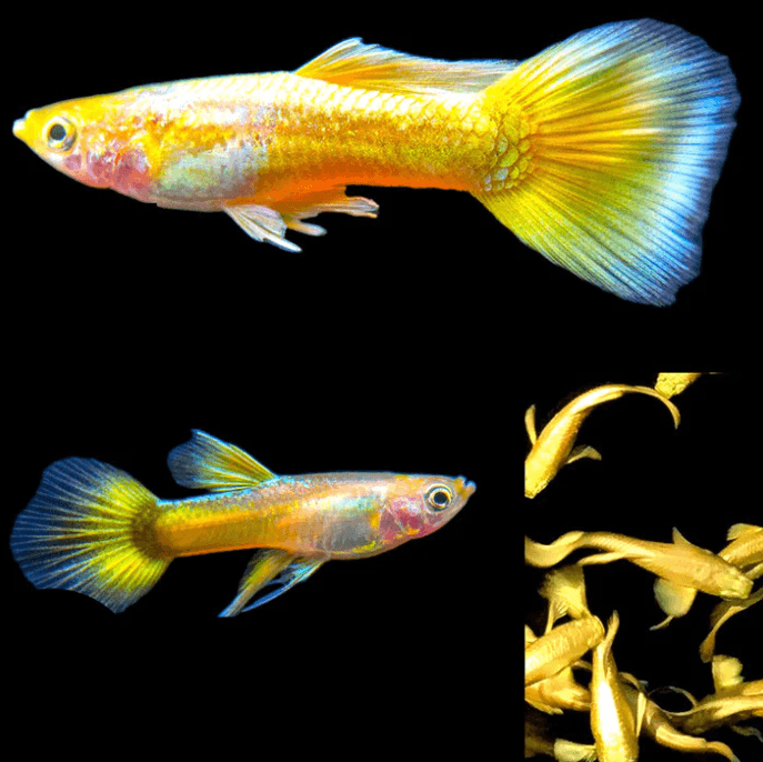 Poecilia Reticulata '24K Tuxedo'