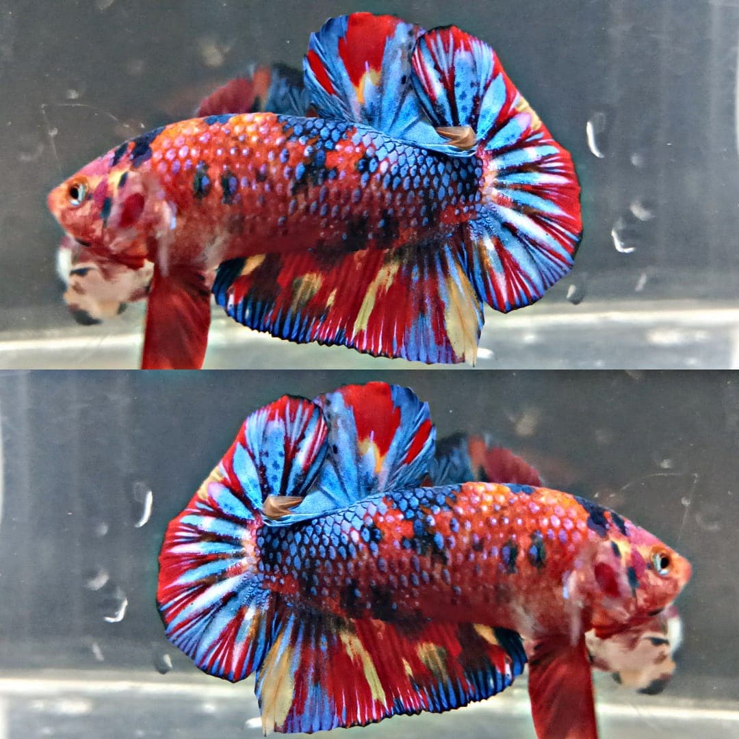 Fire Multicolor Metalic