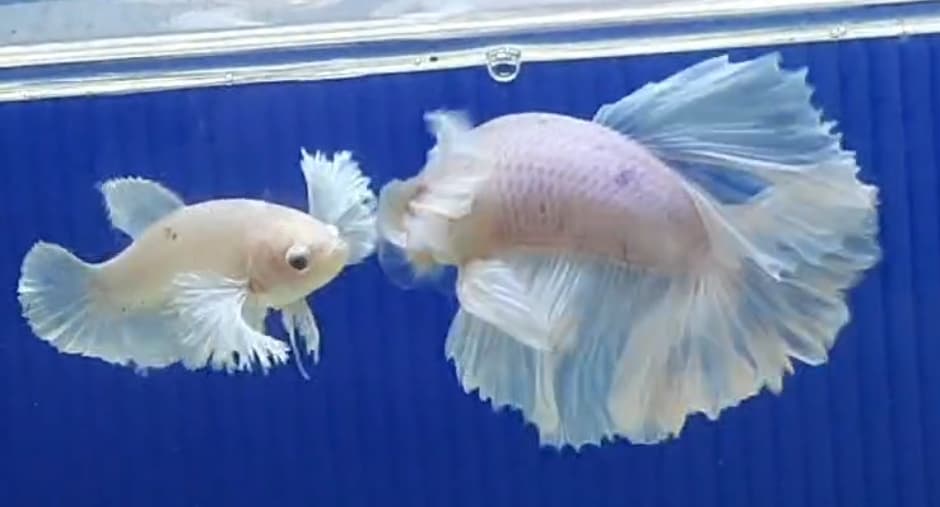 Female Betta top grade HALFMOON DUMBO EAR ROSETAIL White platinum
