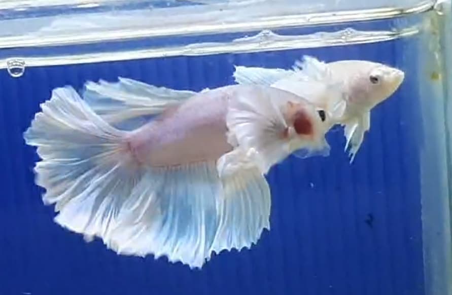 PACKAGE BREEDUNG BETTA One pair BETTA HMDE FEATHERTAIL white || PROMO ONE PAIR