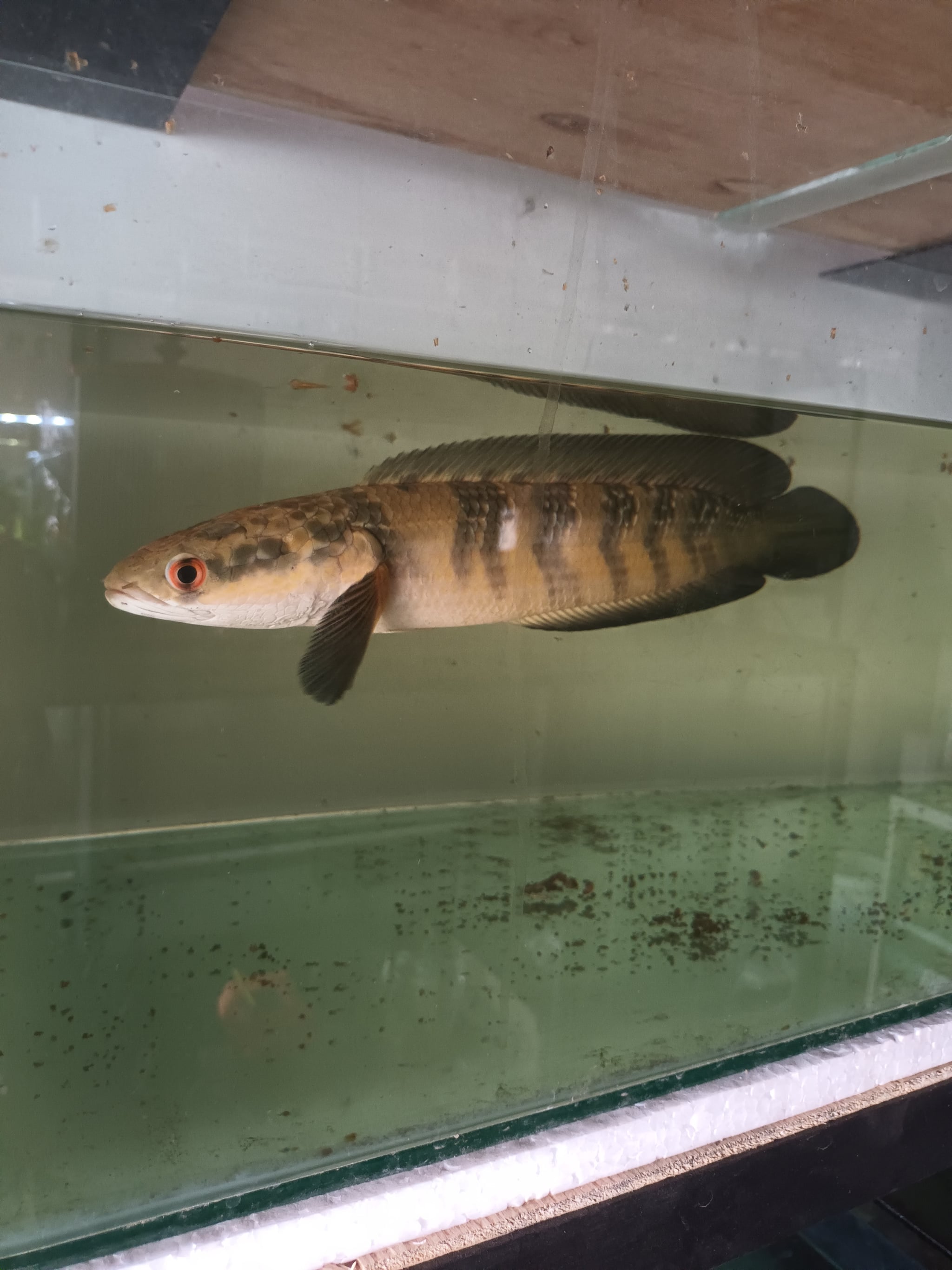 Channa Red Lempuyang size 30 cm up