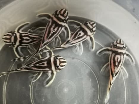 L46 zebra pleco 8cm MALE