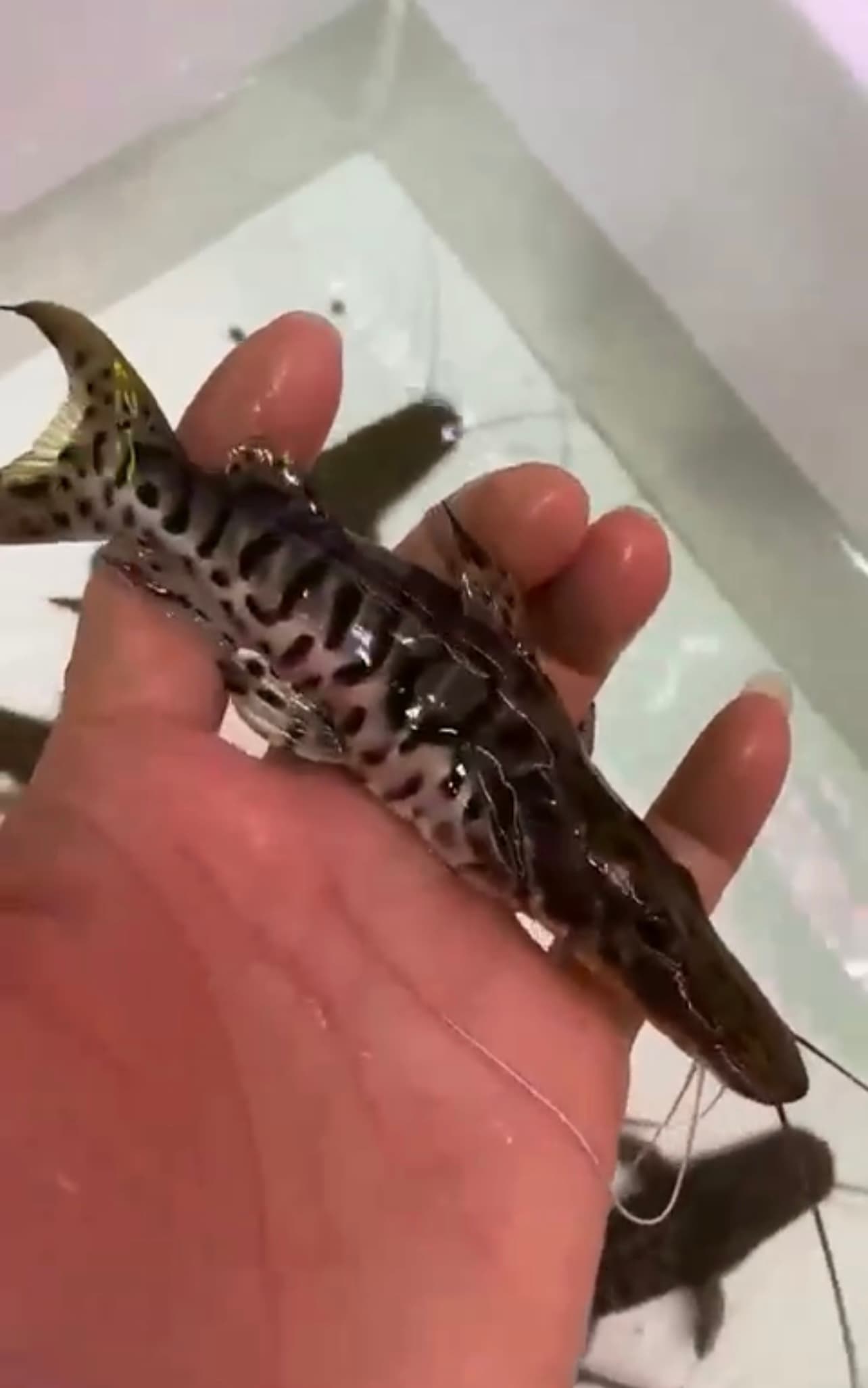 Short Body Tiger Shovel Nose Catfish