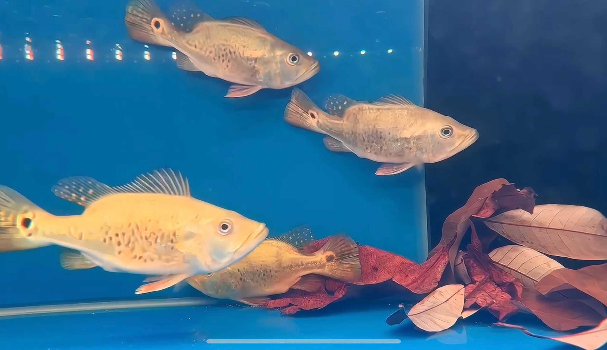 Short Body Spider Kelberi