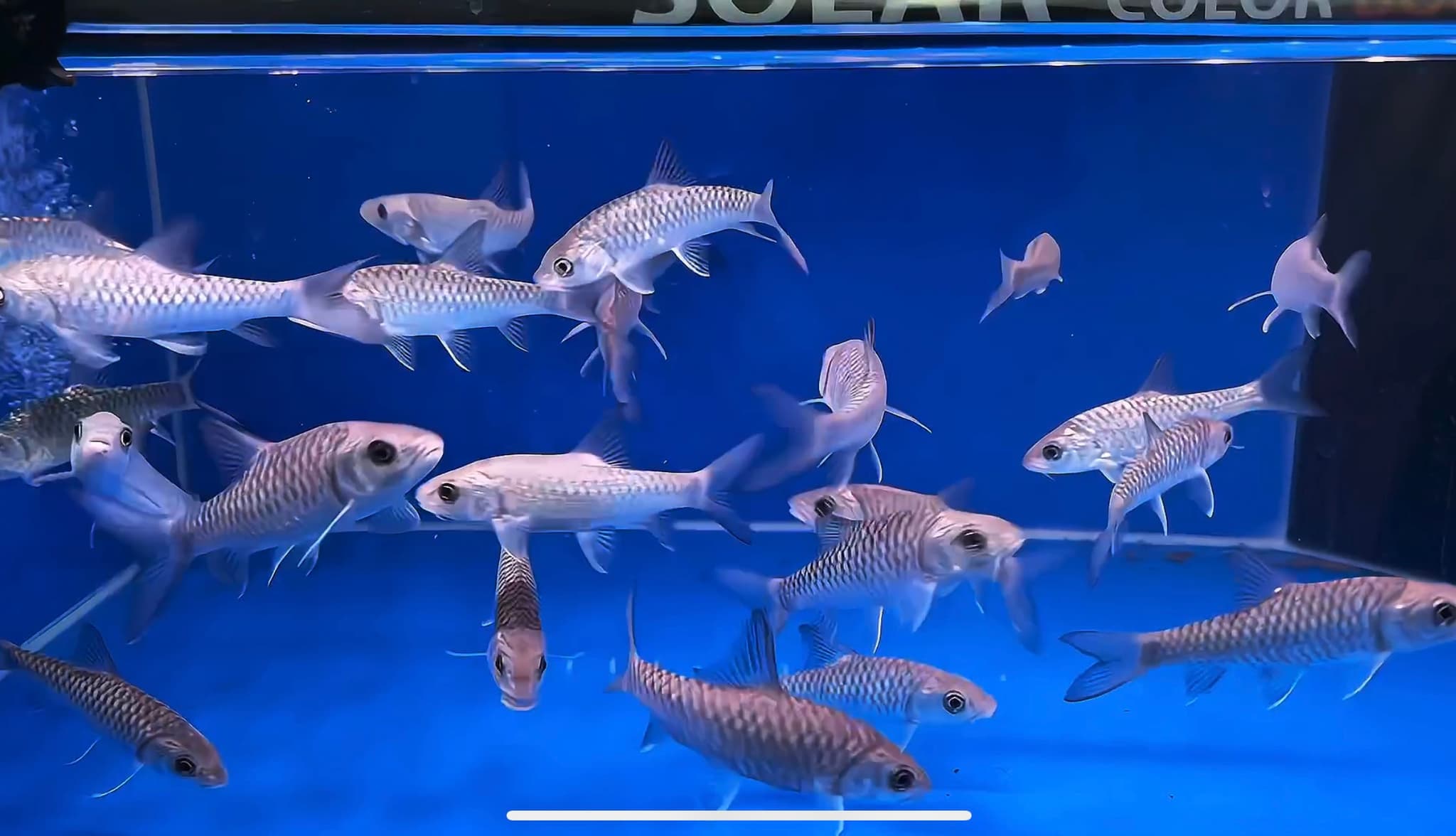 Thai Sharp Mouth Blue Mahseer