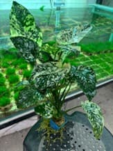 Anubias Barteri Variegated