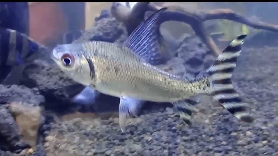 Feifong Yellow flagtail