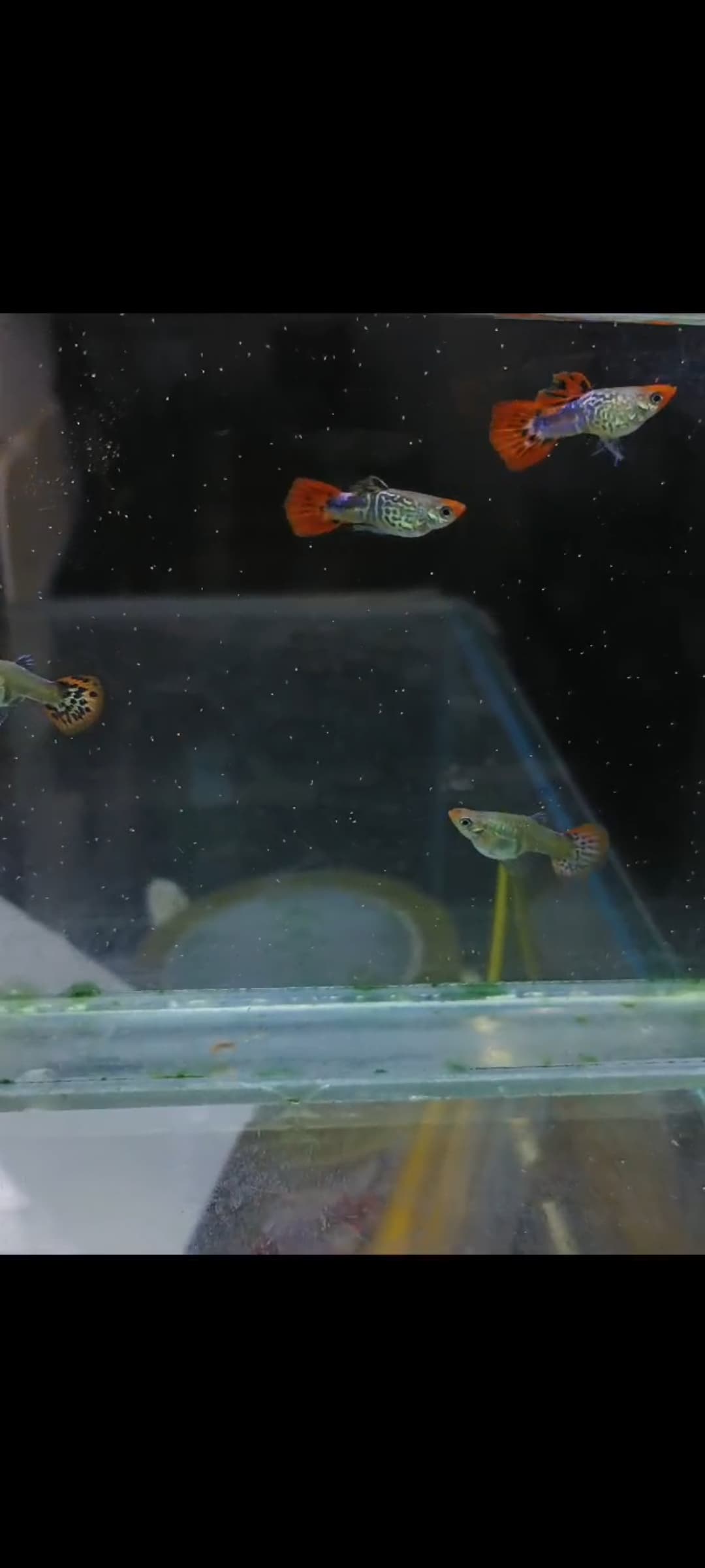 Orange koi snake skin ( New )