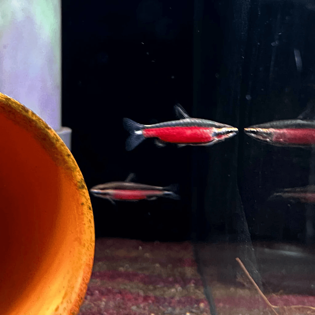 Xiphophorus Hellerii