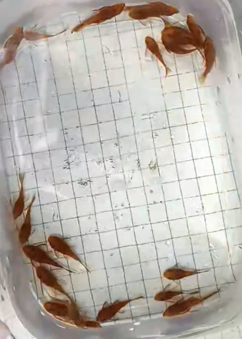 L144 super red long fin